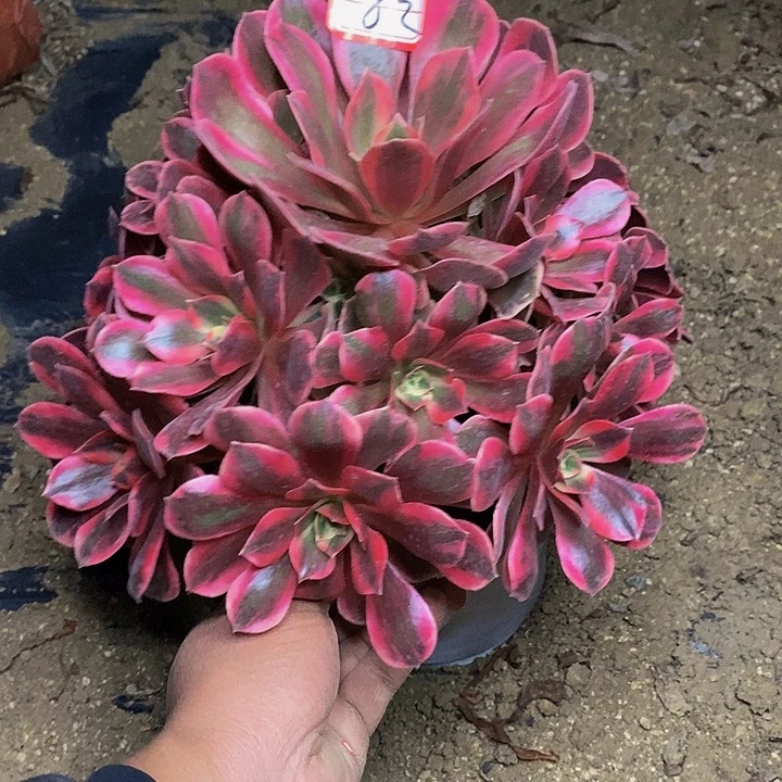 粉初恋老桩捧花82号