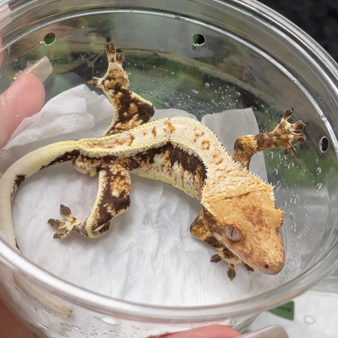 睫角守宫莉莉白公