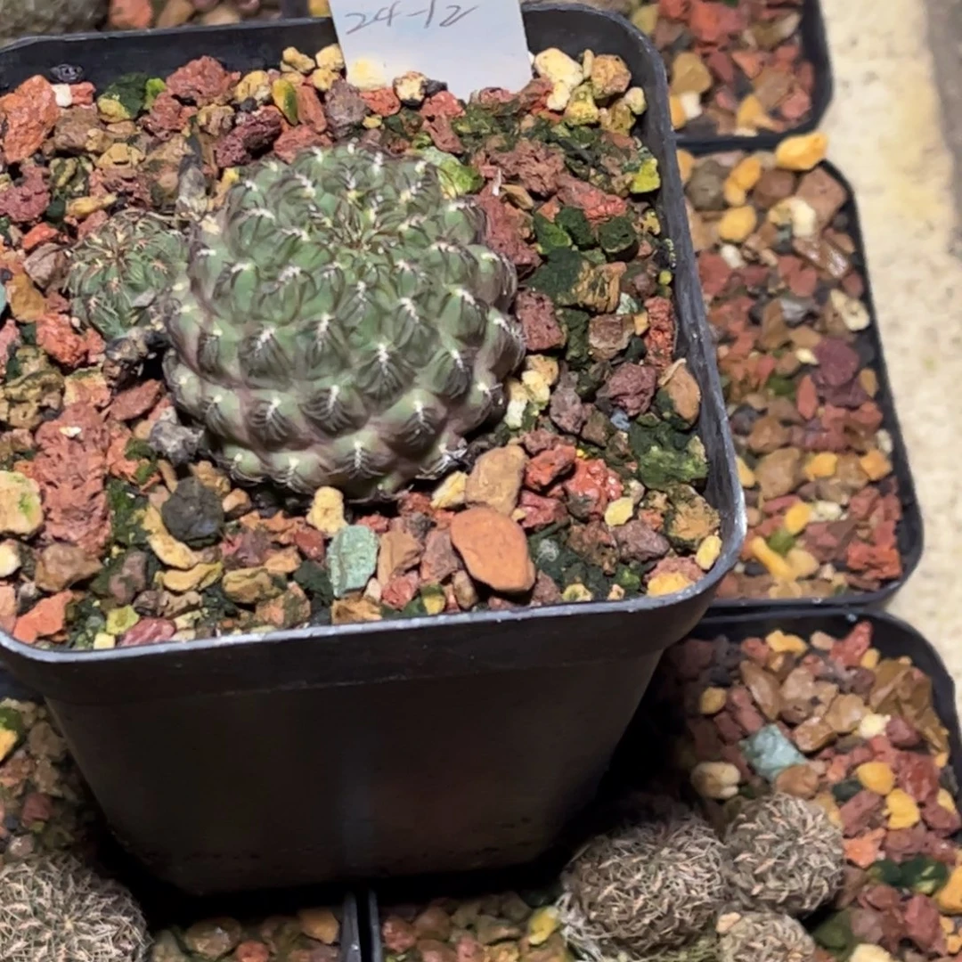 侧芽扦插繁殖带盆发货