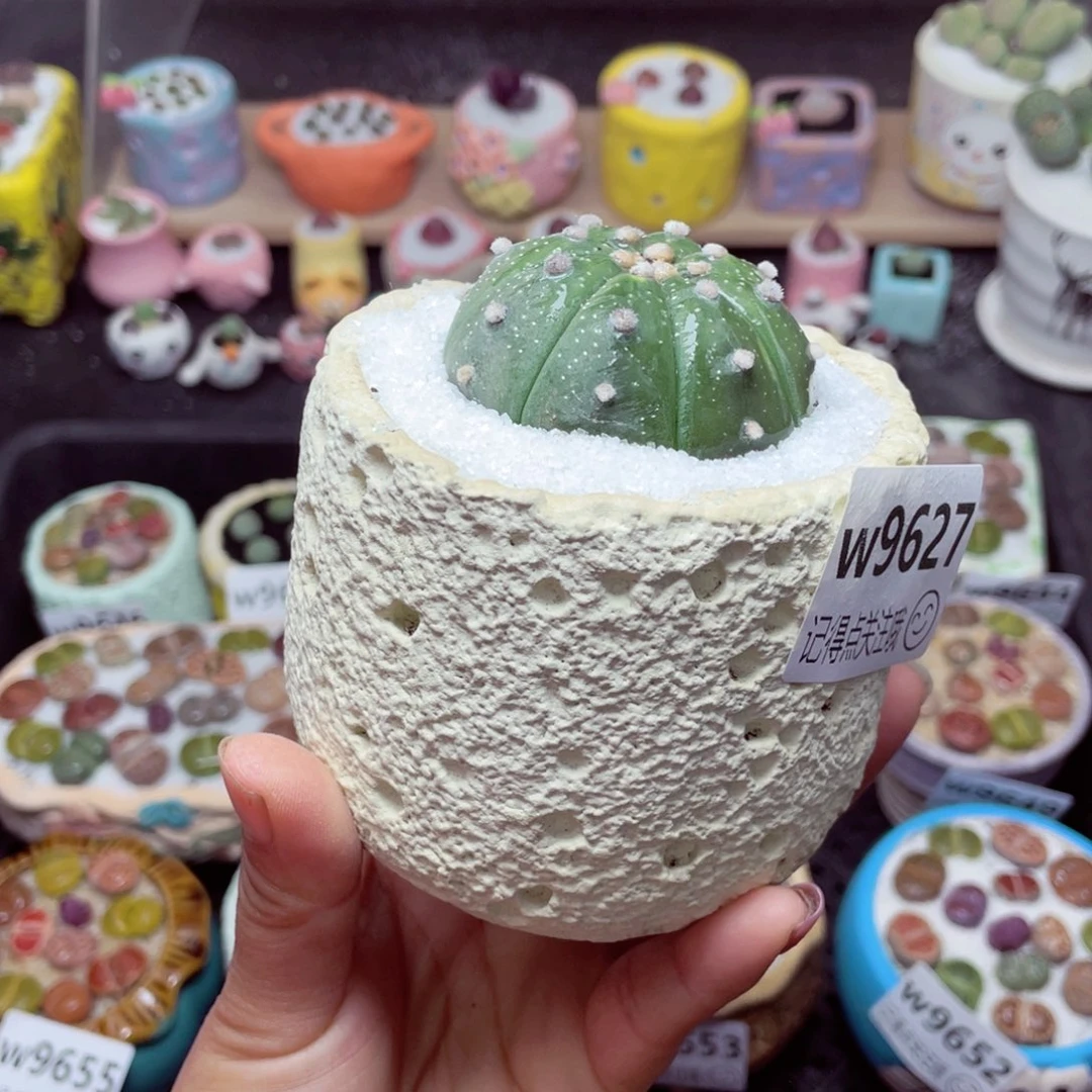 w9627 -带盆土发货-零下地区拍保温箱