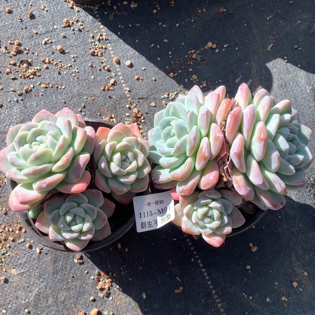 冰玉2颗。   1115-m01