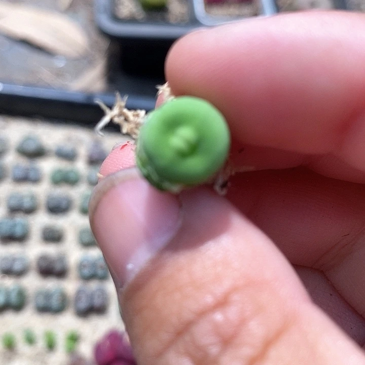 22510嘟嘟嘴一颗