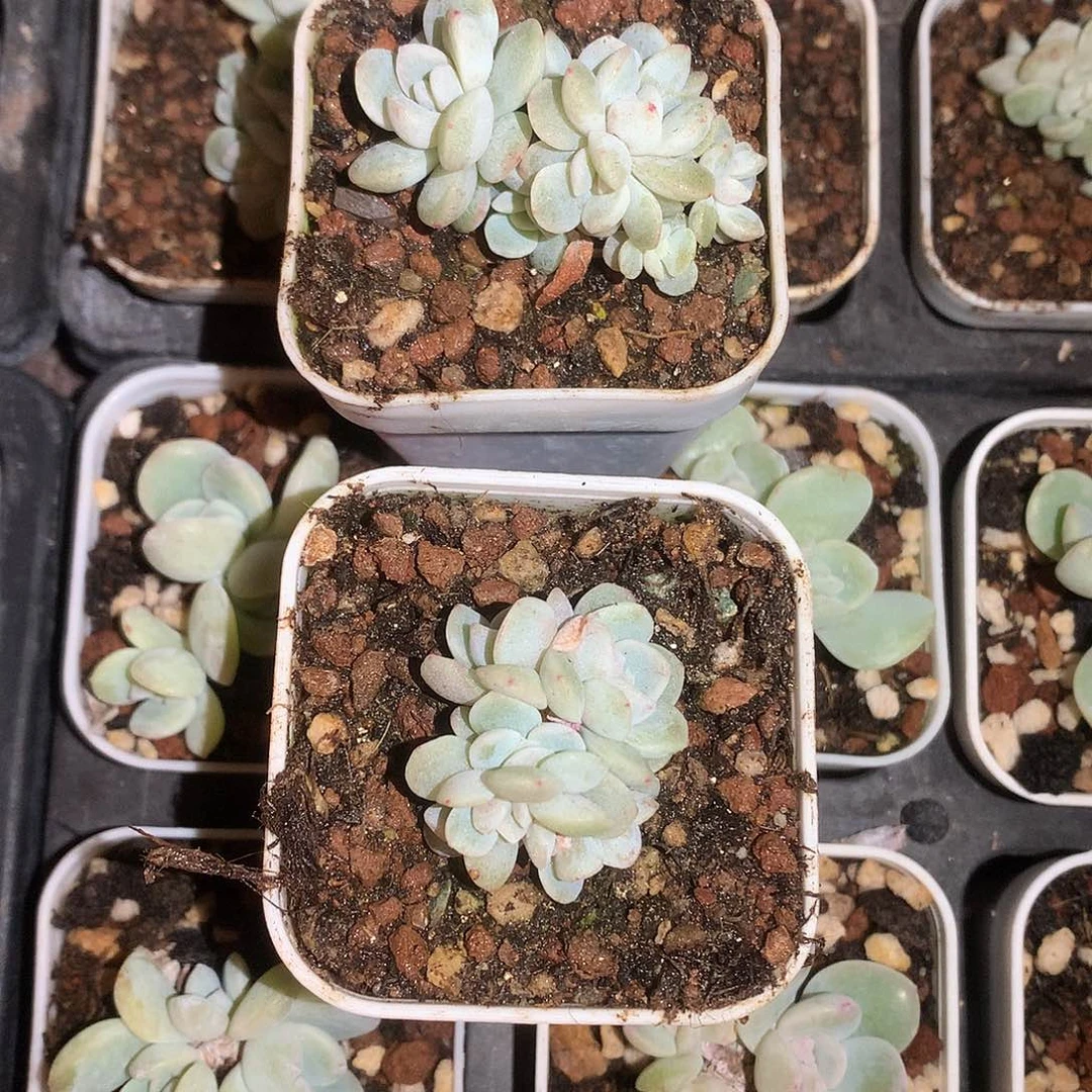 多肉植物一物一拍