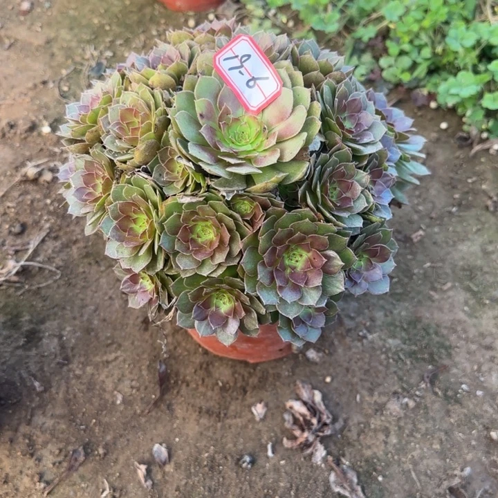 19-6红魔多肉无售后凑单