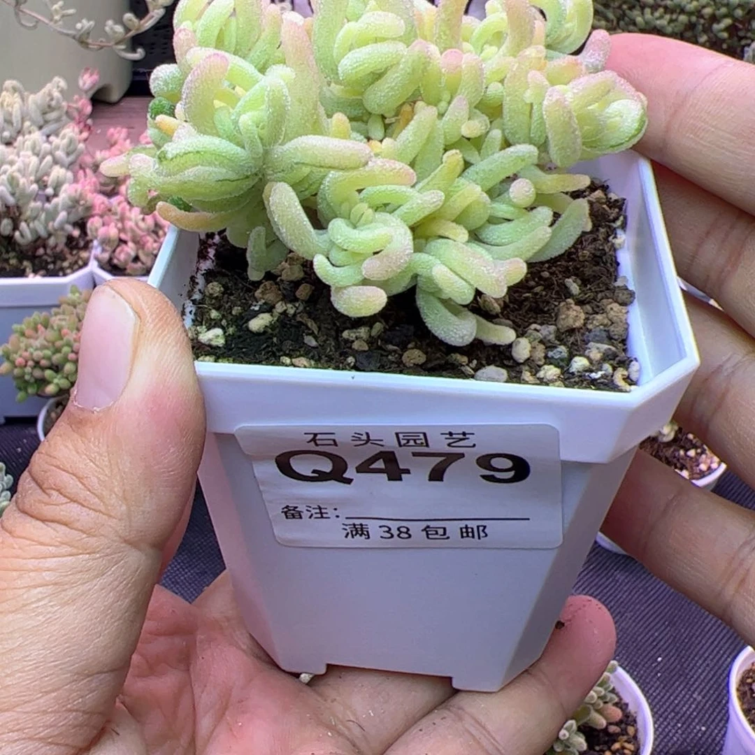 Z*r多肉植物枝干荧光兔白锦