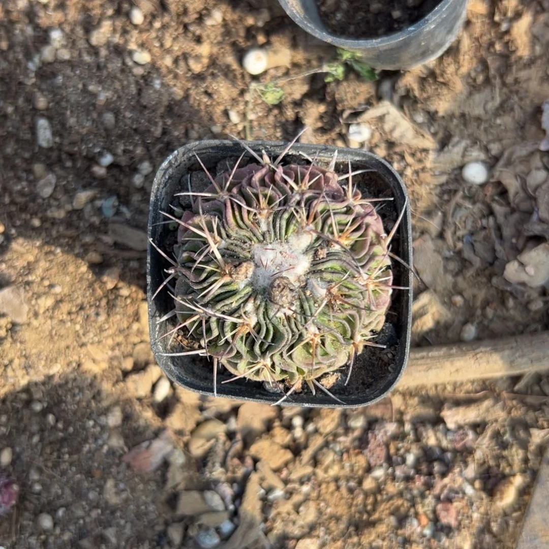 ?**?多肉植物多肉植物