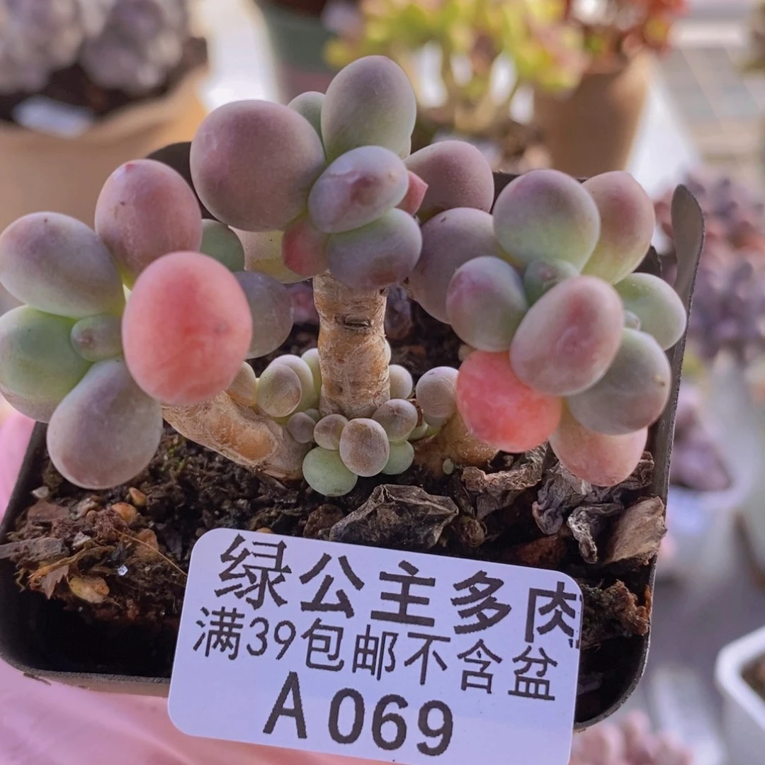 一代苹果奶5cm069多肉植物