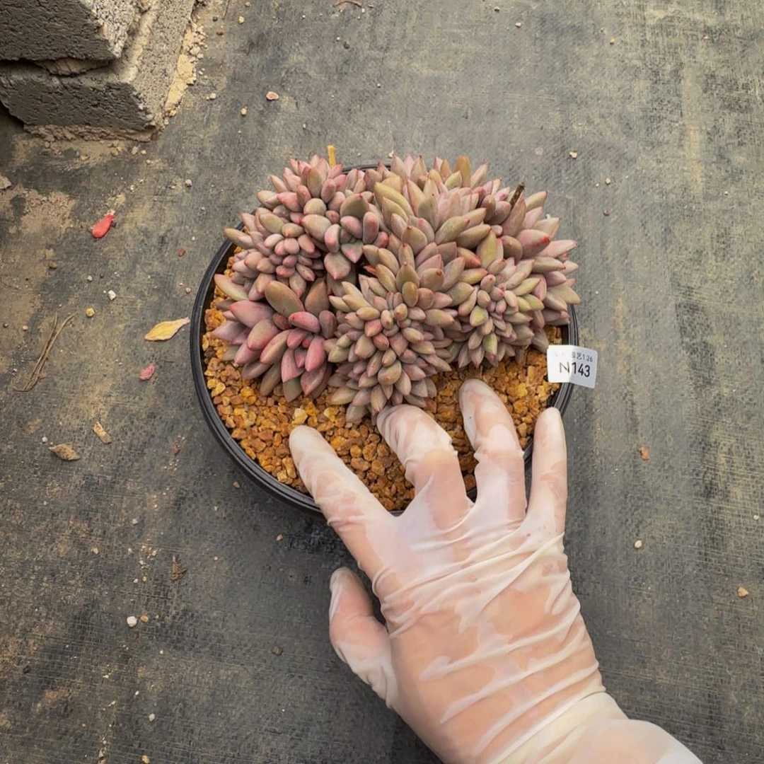 n 143默认有瑕疵