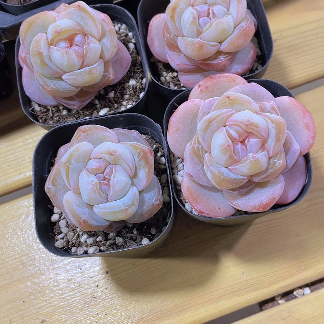 124号 宽叶精品大白兔单头一个