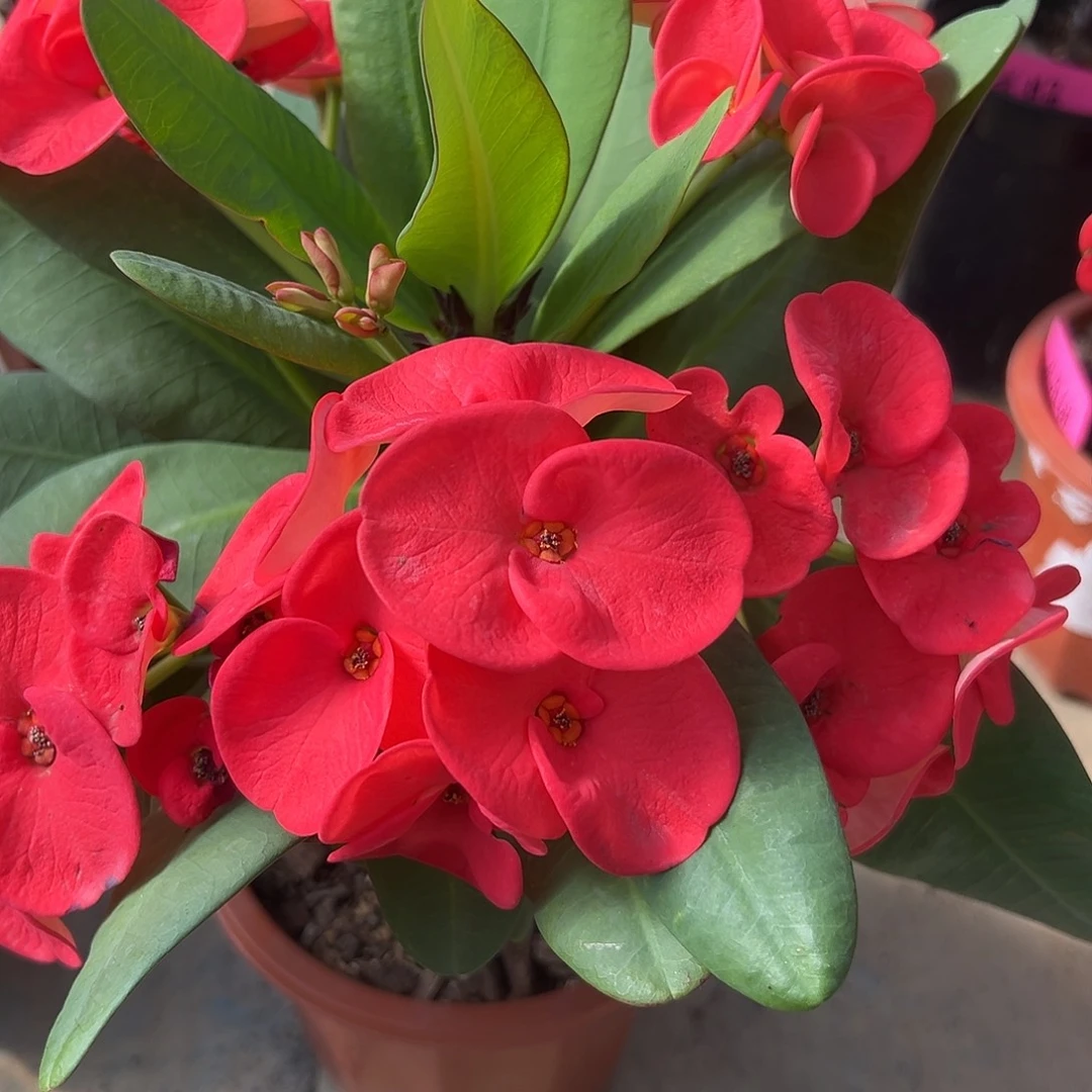 db30泰国大花虎刺梅