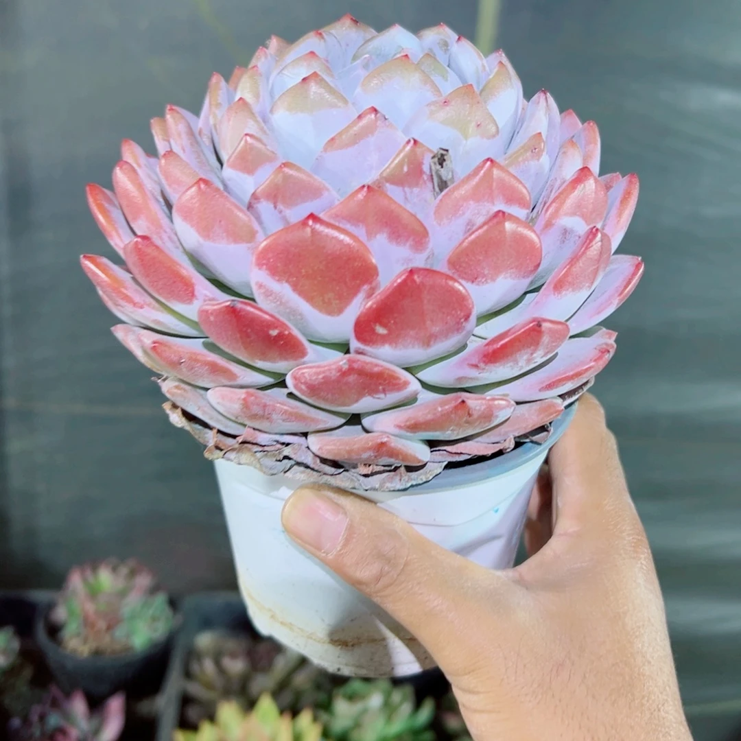 精品多肉植物老桩随机