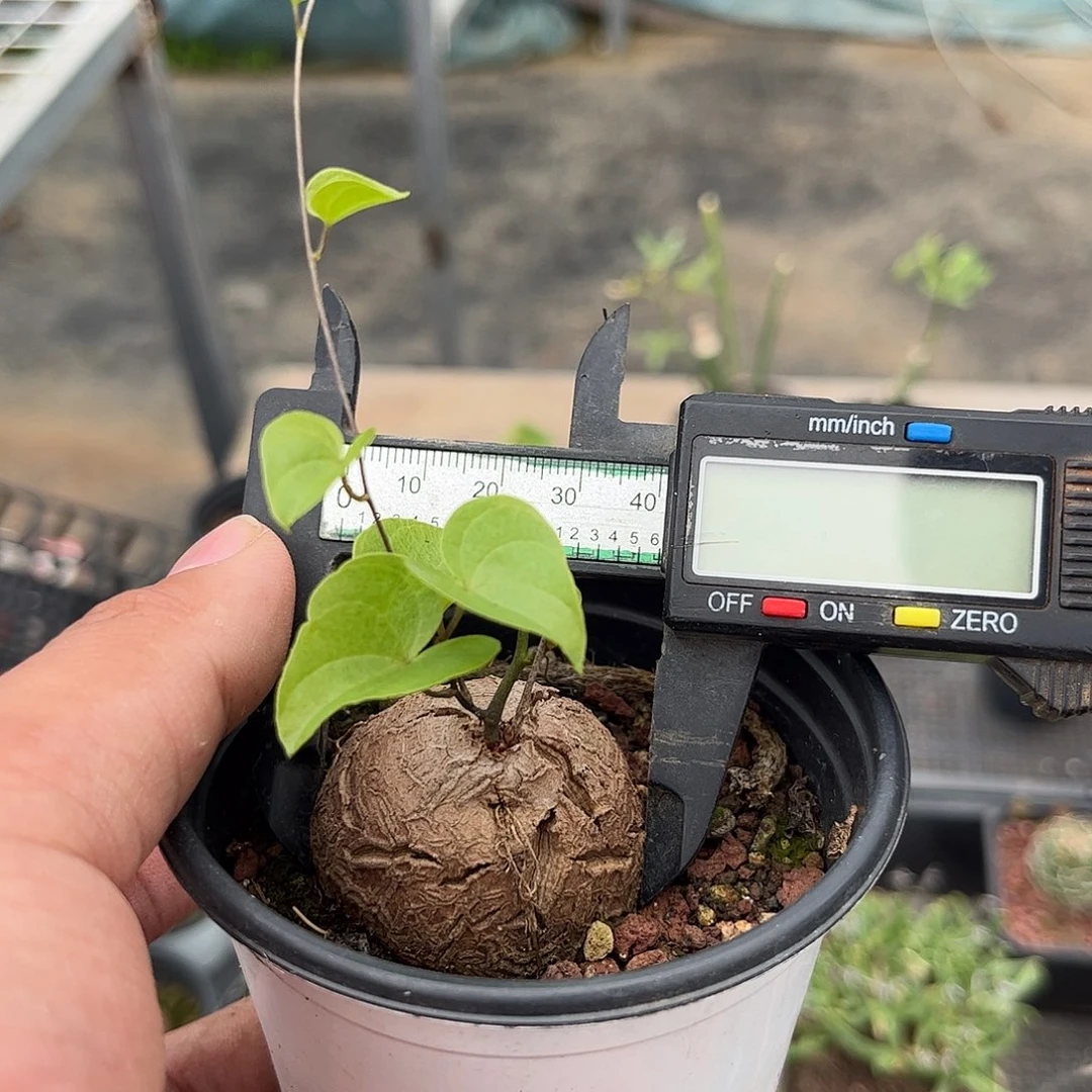 逸***️110348一物一拍单头