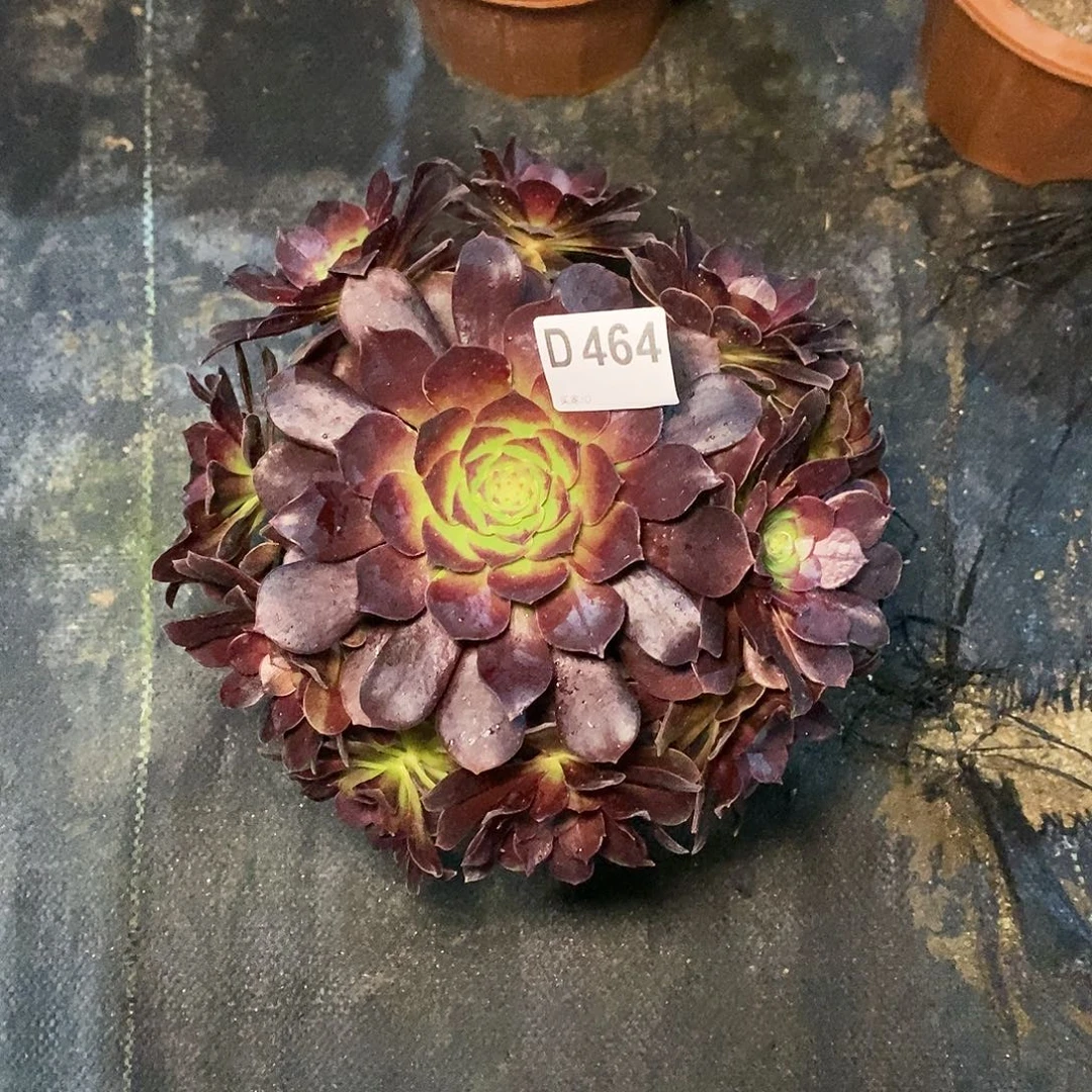 炽焰连464多肉11111