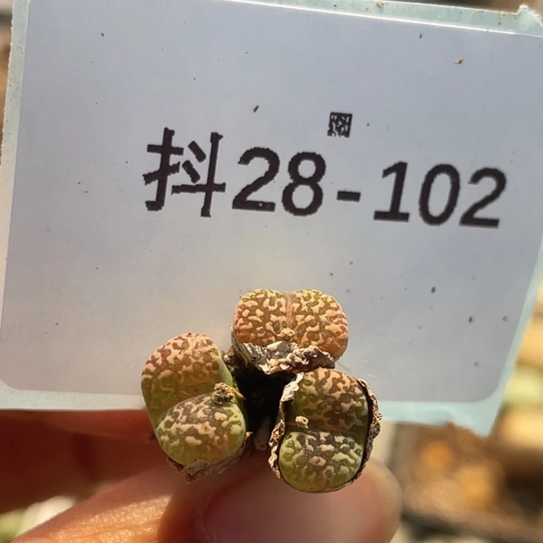 28-102鸟多肉植物