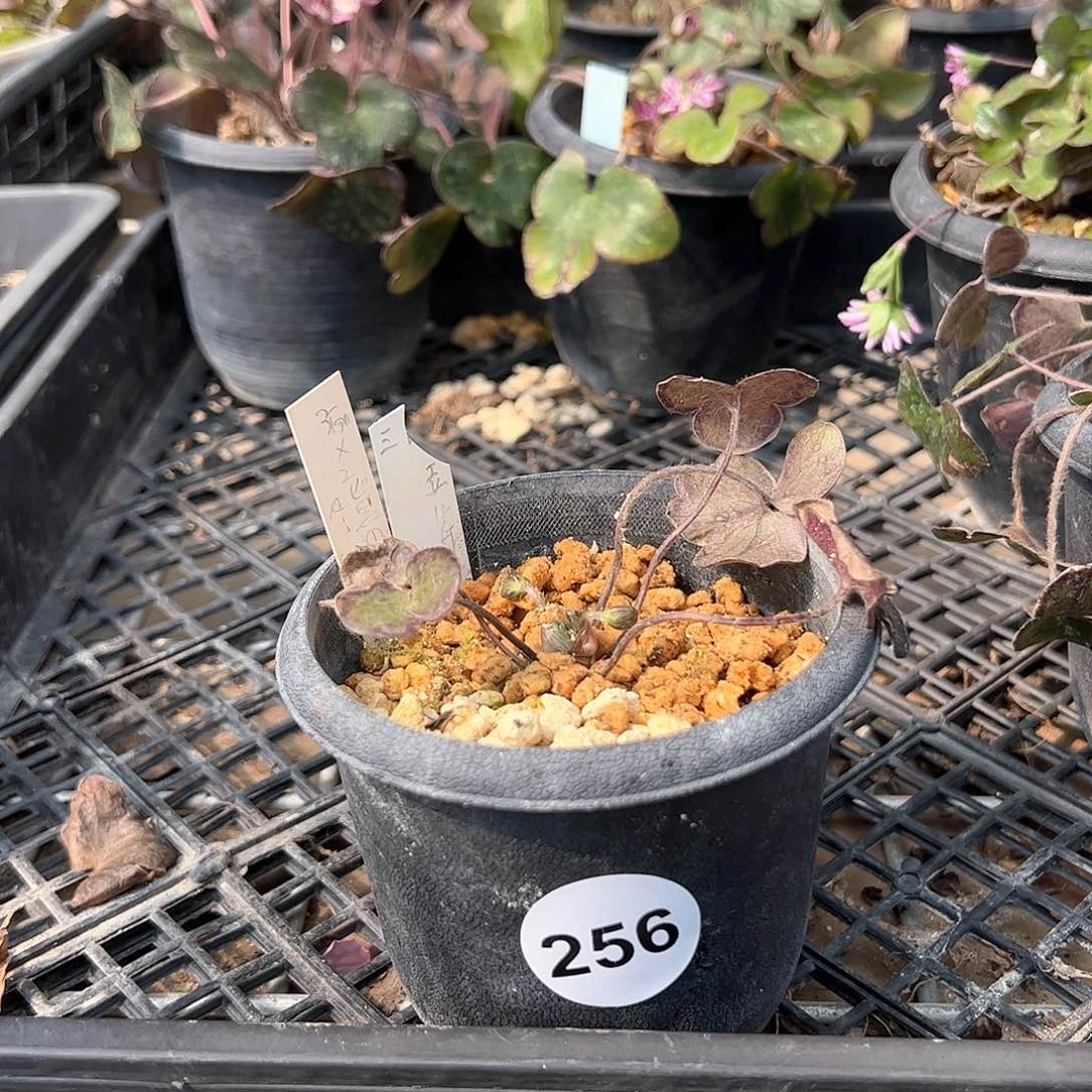 红陶小**品256。