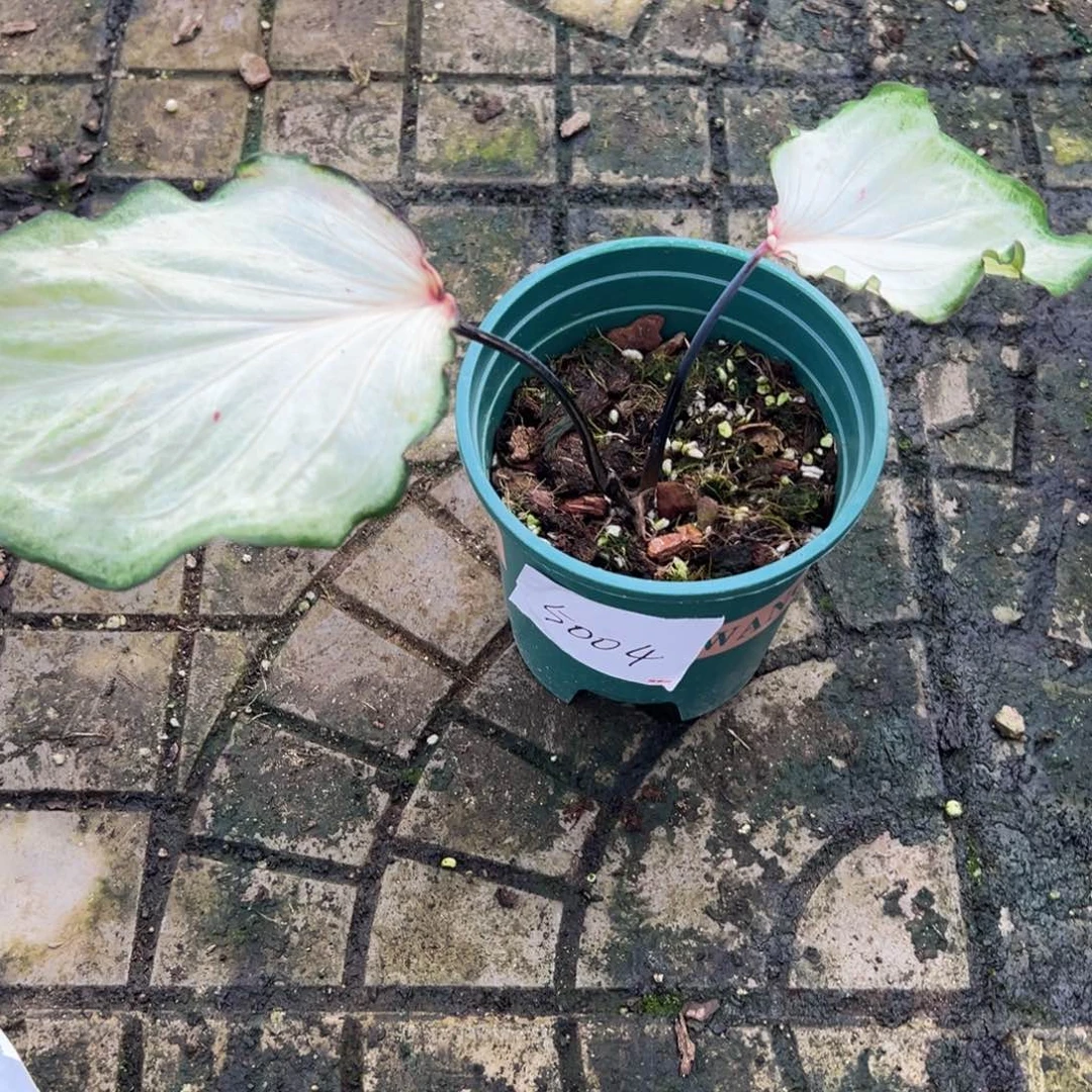 m****完全开放5004。