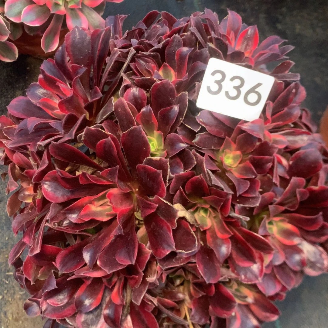 336蒙娜丽沙多肉植物