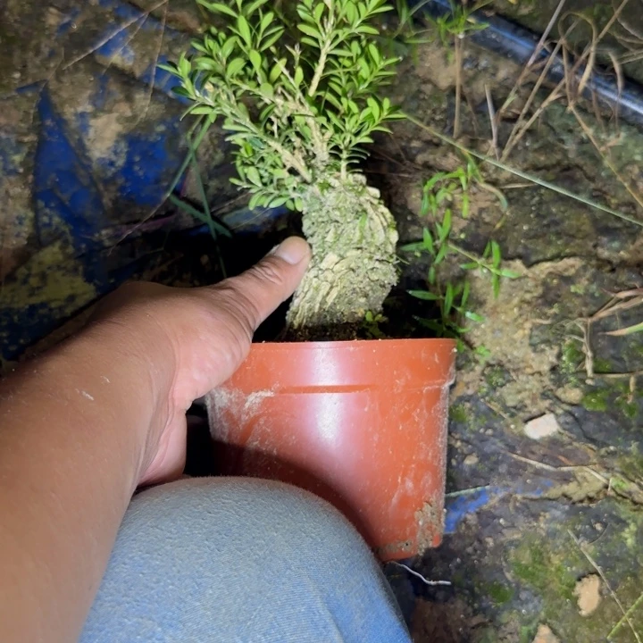 完全开放护心土发货不带盆12346