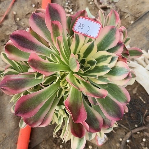 多肉植物白凤768号