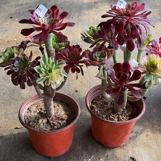 全部花朵山***笑嫁接法师的方法79