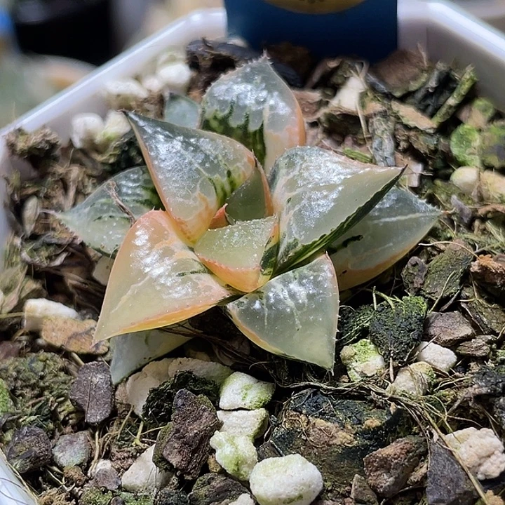 542完美酒吞锦福利