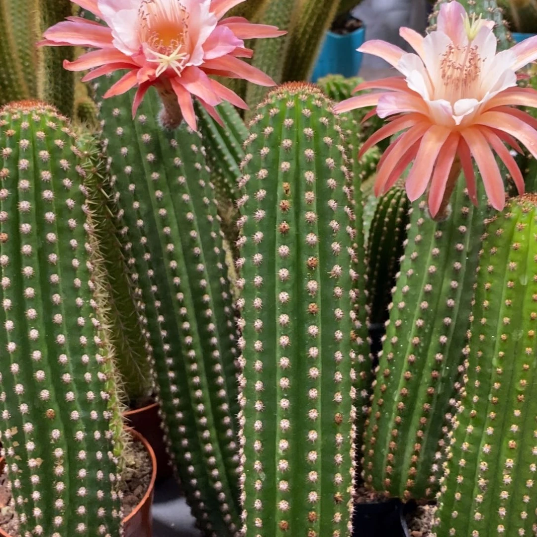 进口金妞金1自根保15公分