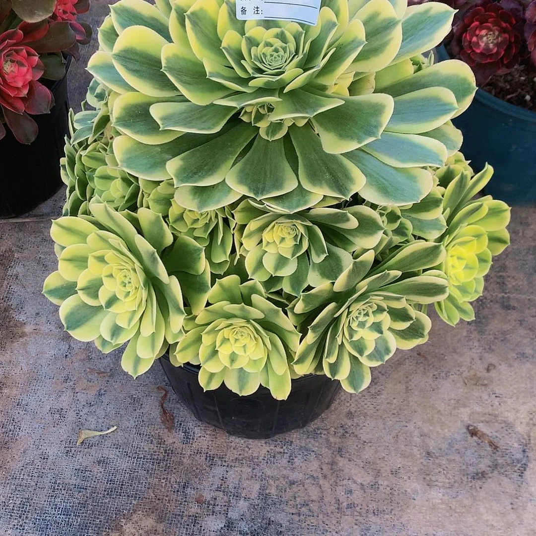 942多肉法师绿豆沙