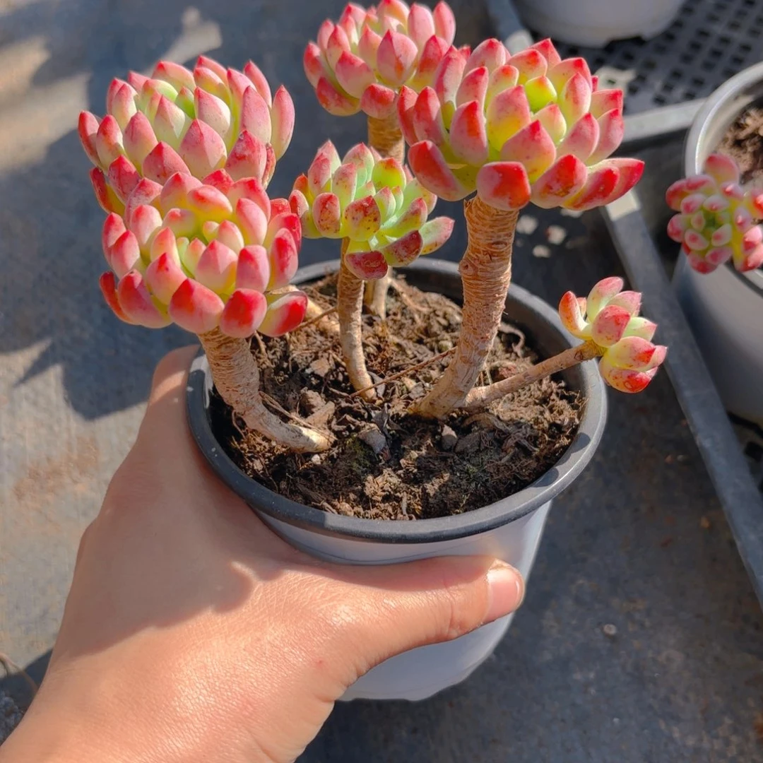 蓝苹果11cm老桩新疆包邮