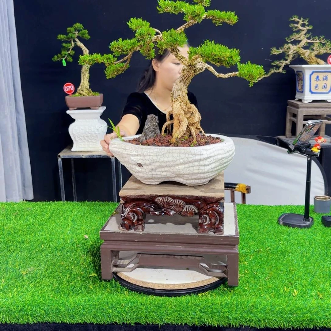 当前无花朵，栽培后可花朵