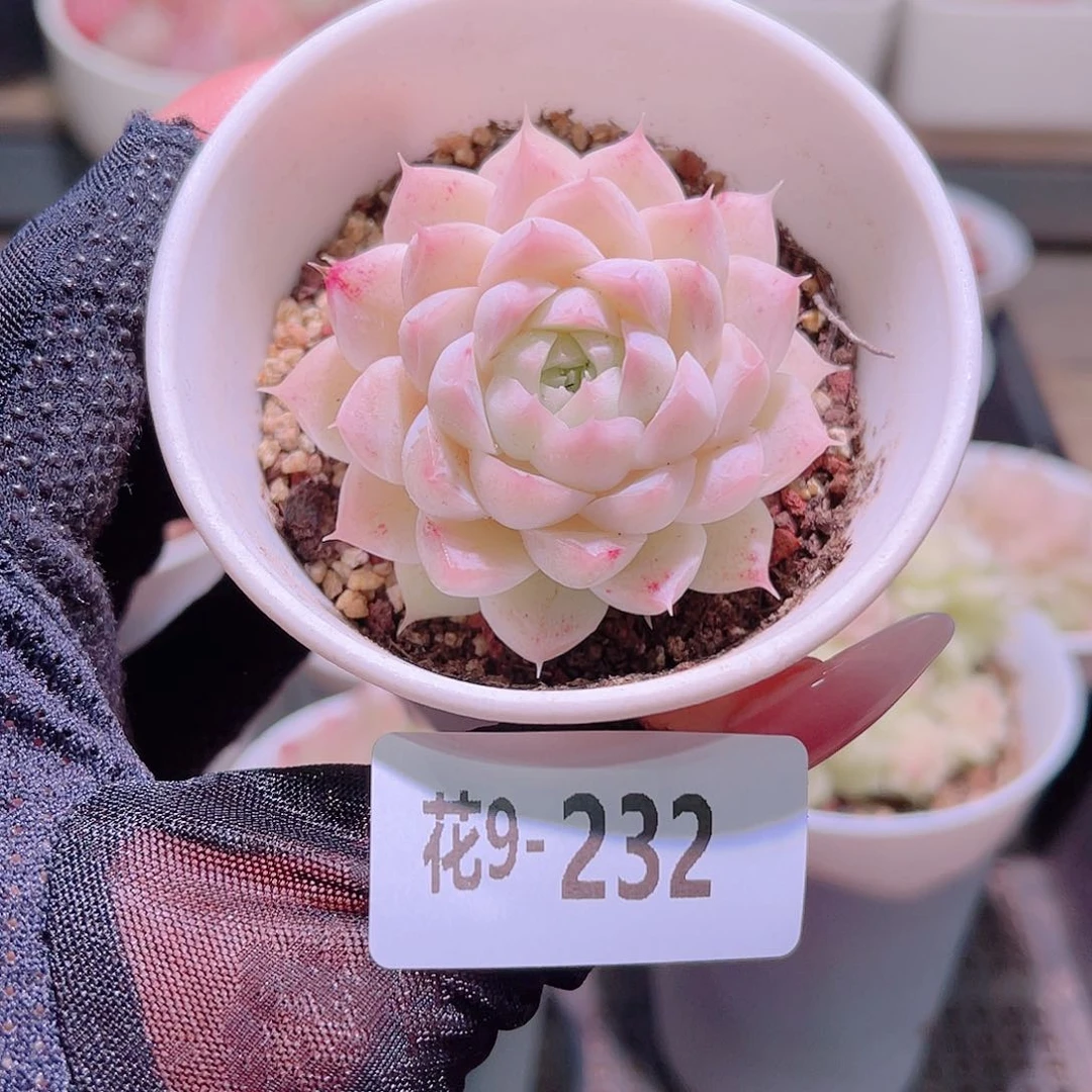 花利美9-232麦秆