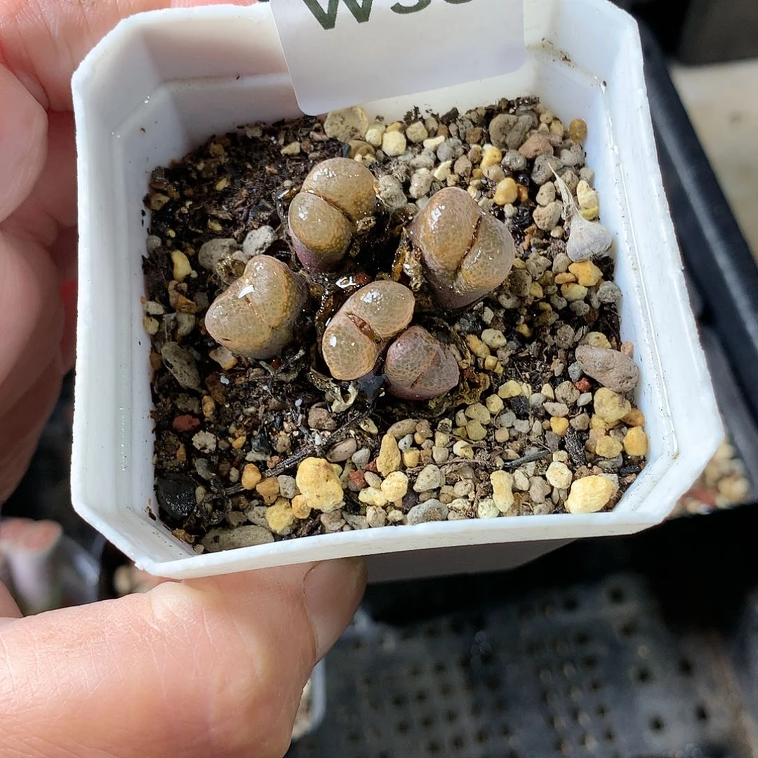 向***王W36多肉植物保护研究所