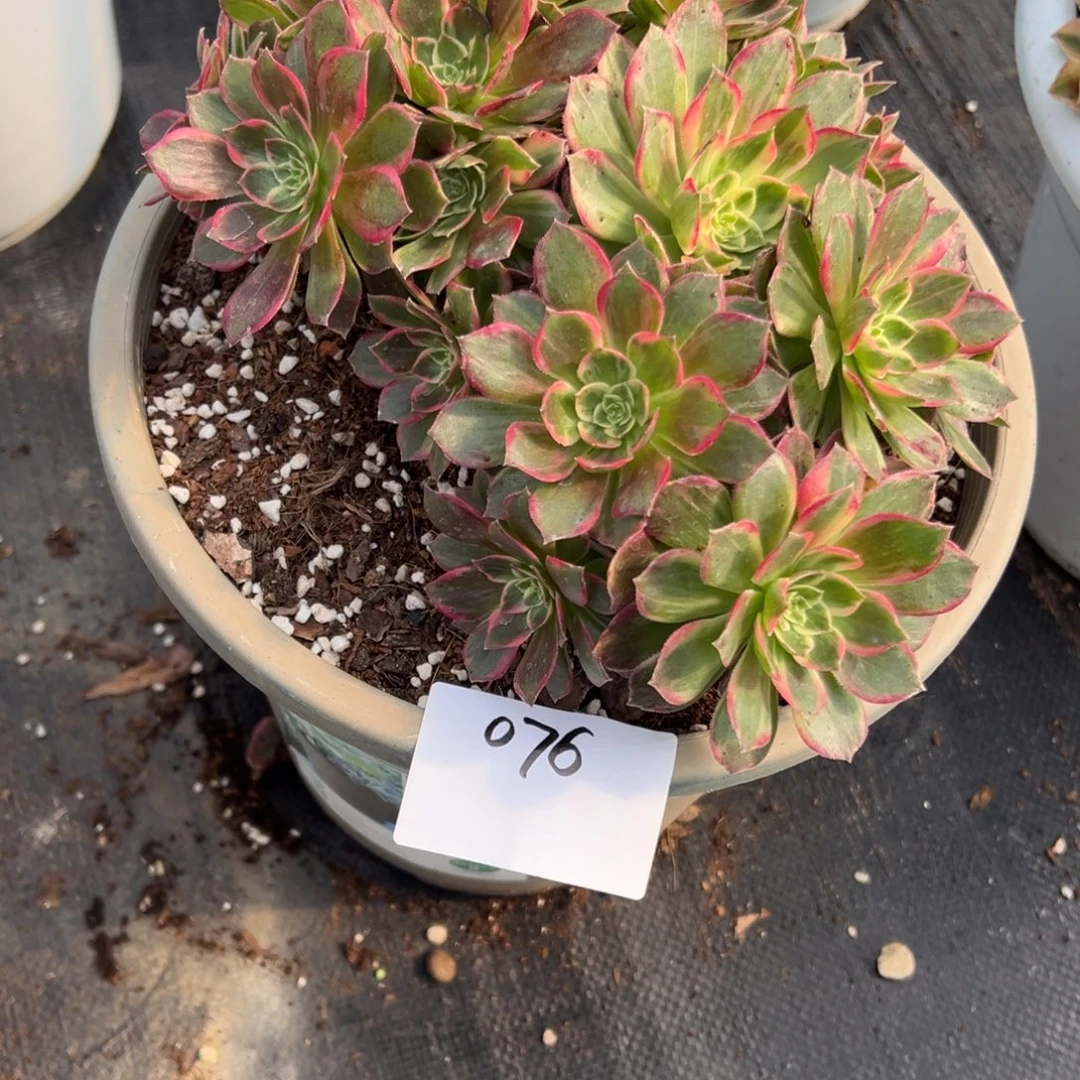 076多肉法师桃花坞一个