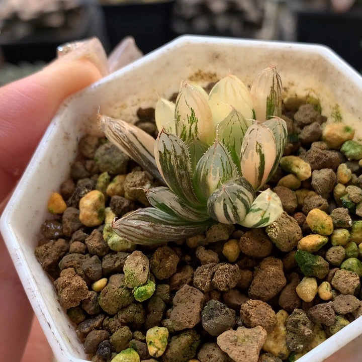 胭脂玉露姐带盆土发货