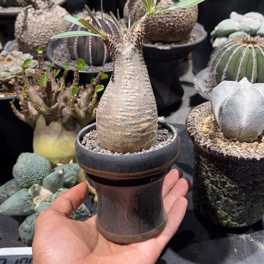 M****r象牙宫带盆一套