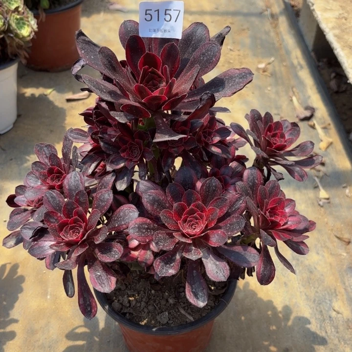 香奈儿多肉处理不包断头5157