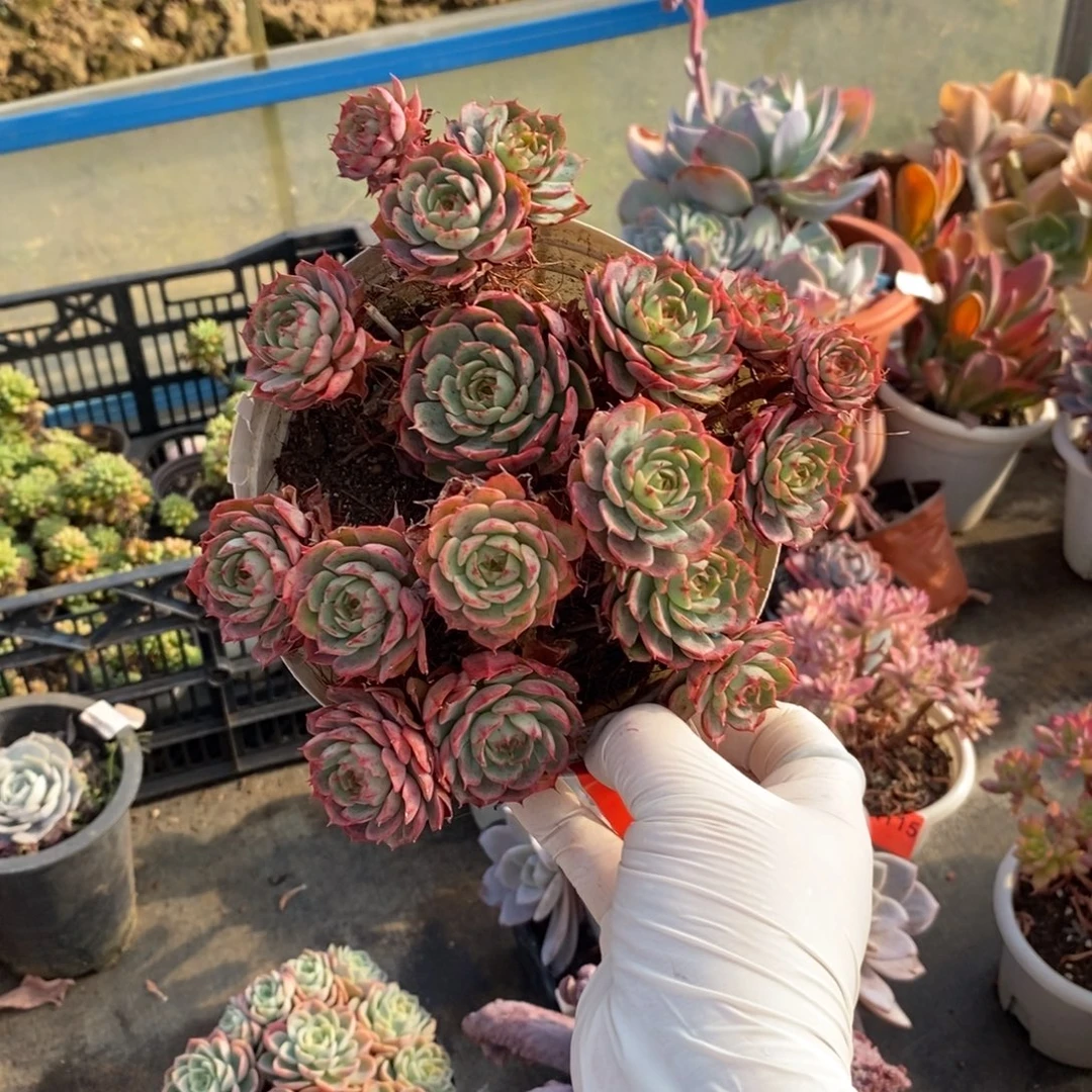 117贝拉多娜一物一拍