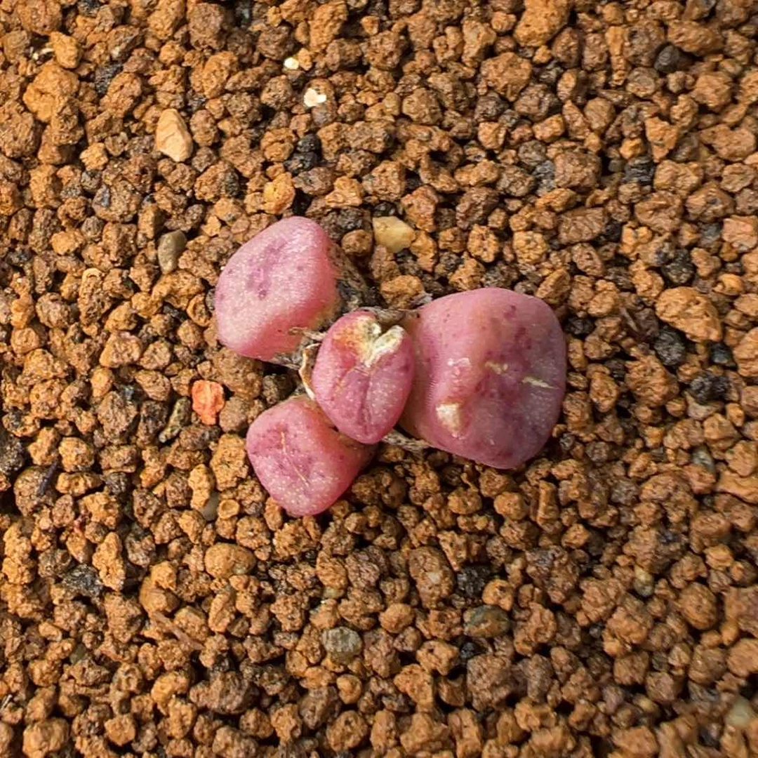 15-08肉锥多肉植物，