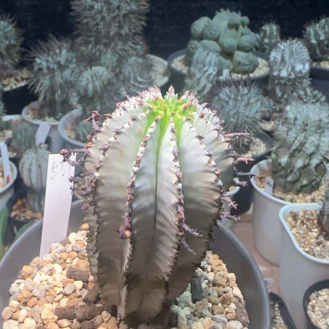 531脱土发 碎雪1111