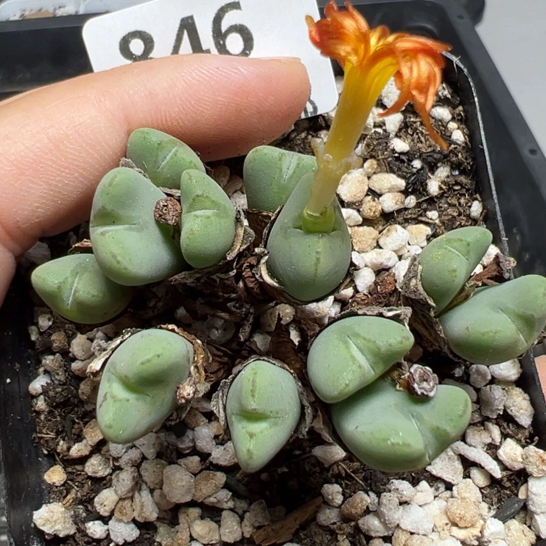 【闪购商品】846。