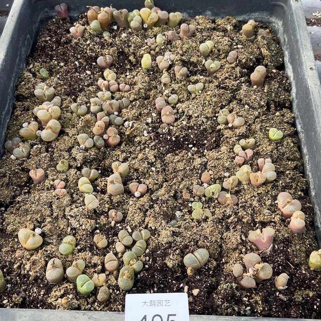 清框脱土发默认个别有疤。 405