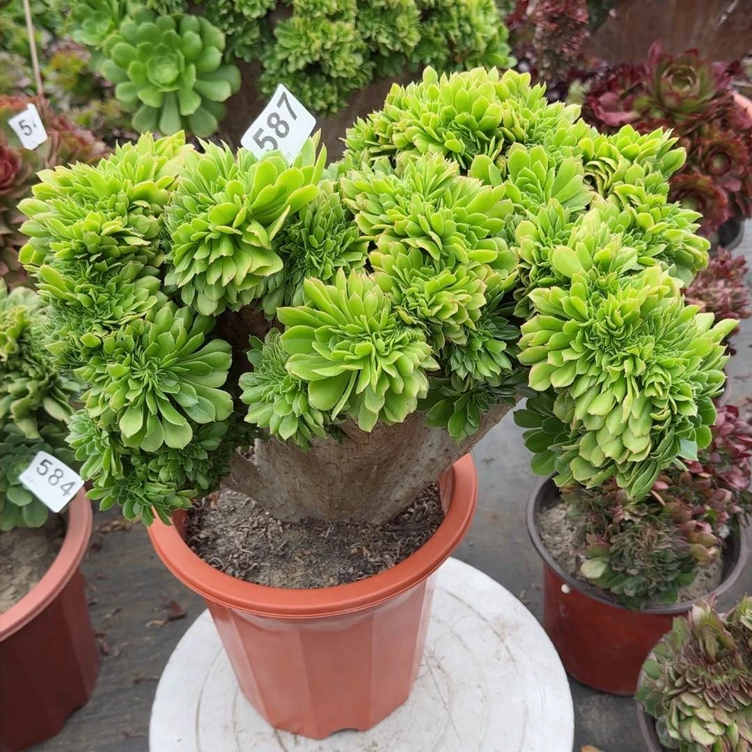 紫**影587多肉植物绿缀