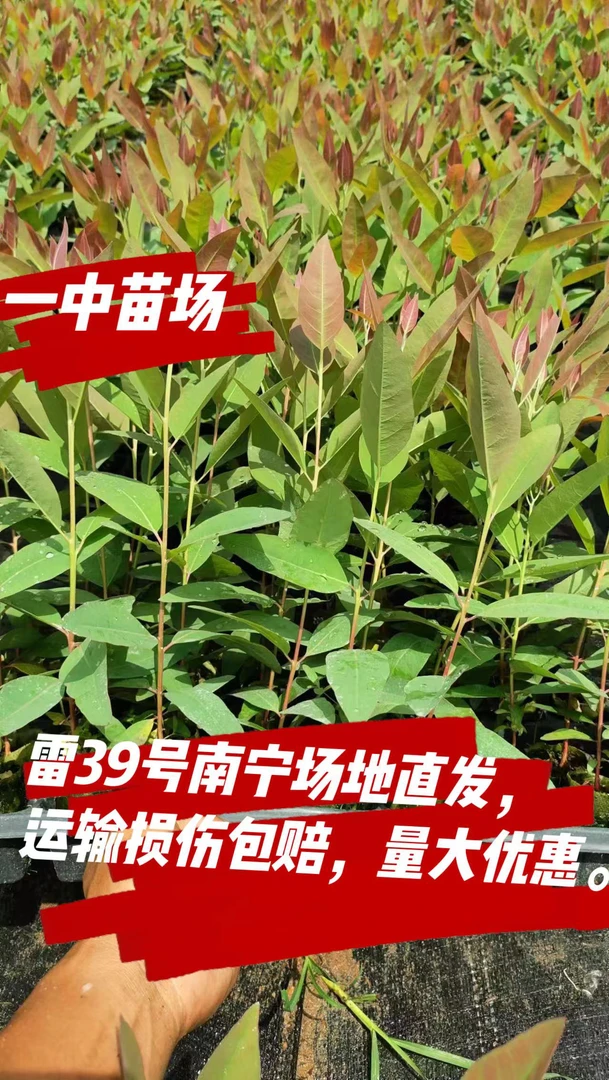 正宗雷39桉树苗抗风根系发达生长快木质好绿化乔木