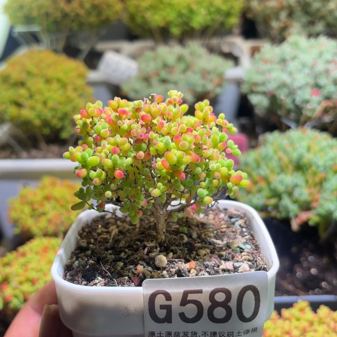 枝干番杏密橘糖球G580