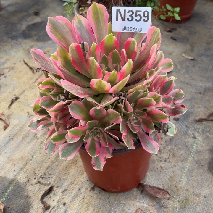 志***黍瑞妈多肉园艺359/叶罗莎