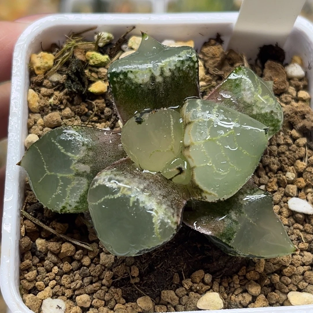 33冰皇寿福利专场