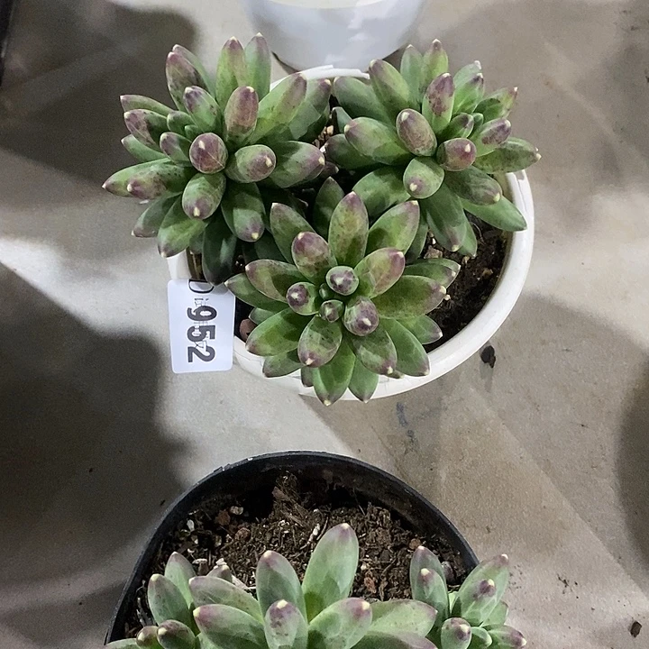 血***怕952千代田多肉植物多肉