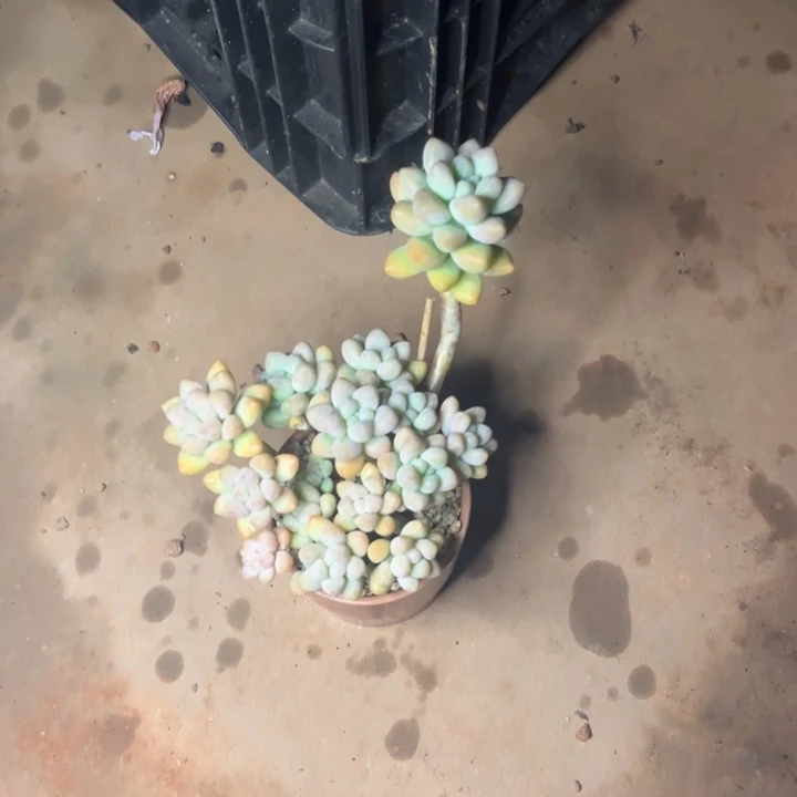 杂交一颗带盆梦一物一拍