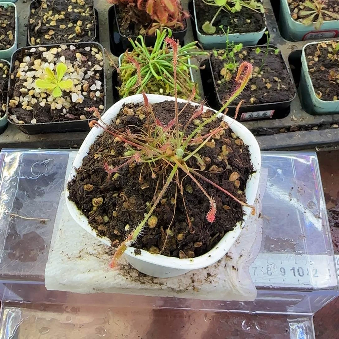 完全开放艳红茅膏菜