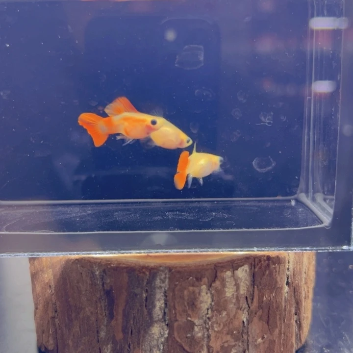 孔雀鱼玻璃猫孔雀鱼22