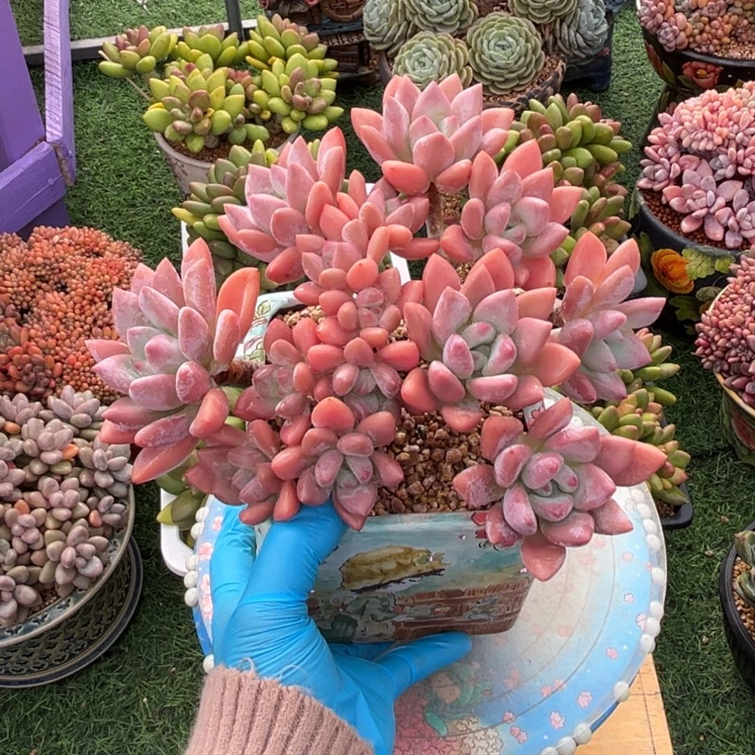 奥普树一物一拍拍